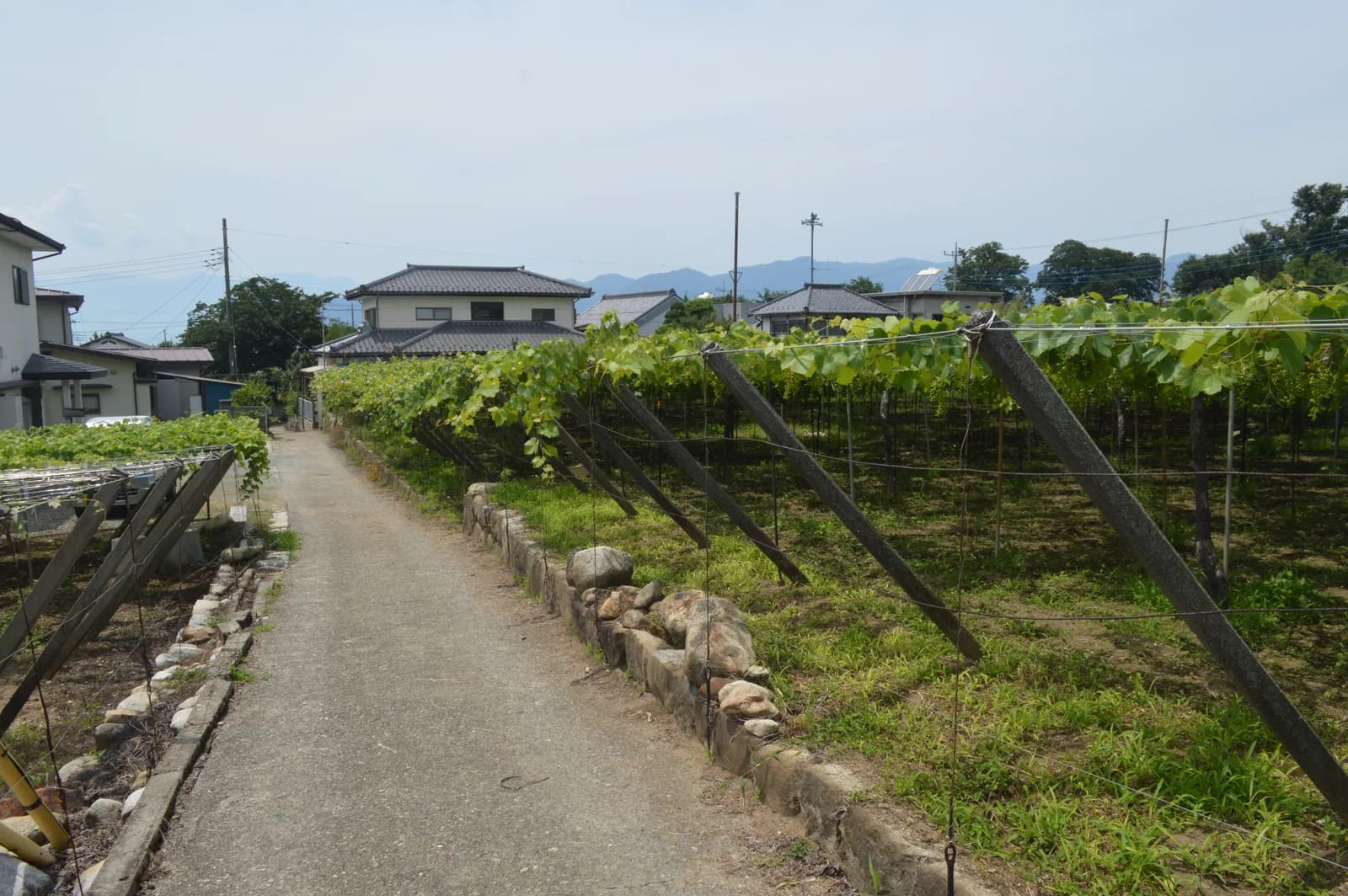 畑の間を抜ける未舗装の農道。左右に斜めの支柱で支えられた棚が並び、路肩に石積みの低い土留め。奥に瓦屋根の民家と霞んだ山並み