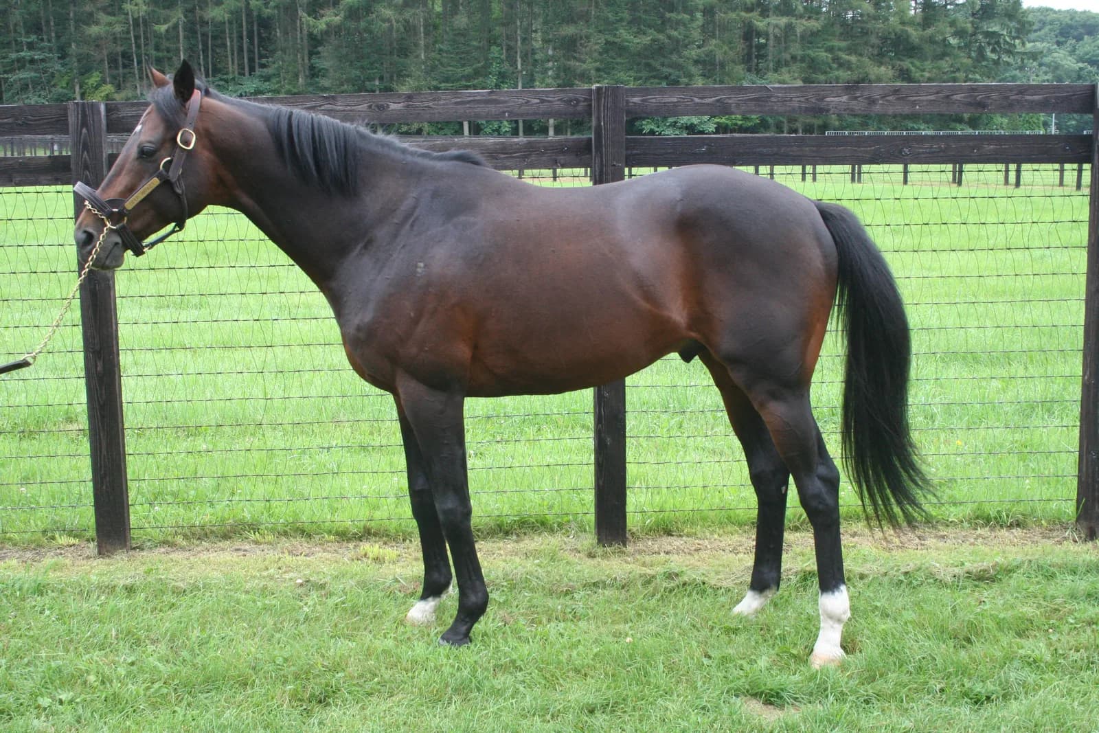 引退後のディープインパクト。北海道の牧場の柵の前に立つ茶色い馬を横から撮影した写真