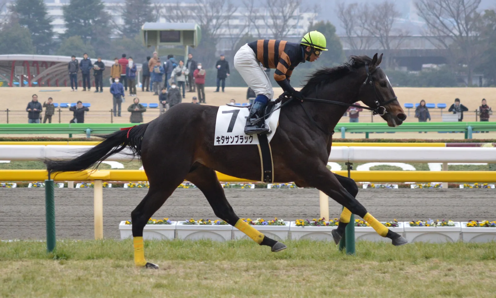 ゼッケンに「キタサンブラック」と書かれた馬が、騎手を乗せて東京競馬場の芝コースを走っている
