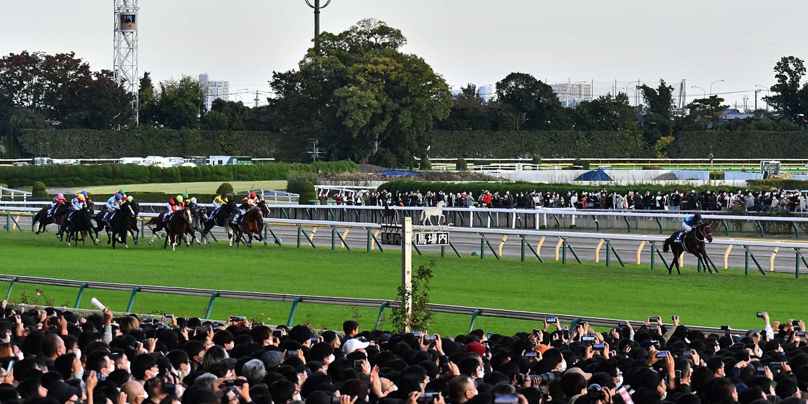 東京競馬場のゴール前。右手にただ一頭だけ先頭の馬がいて、左手に十数頭の集団がかたまって走っている